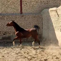 مادیان|اسب و تجهیزات اسب‌سواری|تهران, نارمک|دیوار