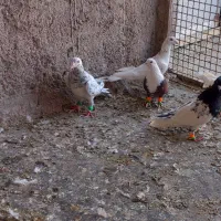 کبوتر رنگی|پرنده|تاکستان, |دیوار