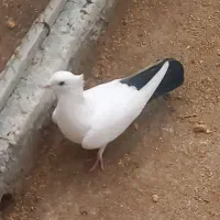 کبوتر دم سیاه