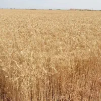 زمین کشاورزی ۲۰۰۰۰ متر مربع