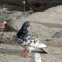 کفتر سار و سینه