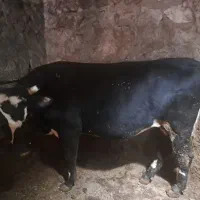 گوساله نر  سیمینتال