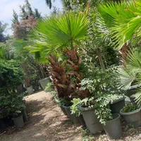 گل  و گیاه  زینتی   نمونه|خدمات باغبانی و درختکاری|صباشهر, |دیوار