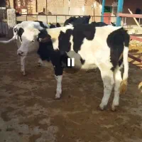 گاو و گوساله|حیوانات مزرعه|رشتخوار, |دیوار