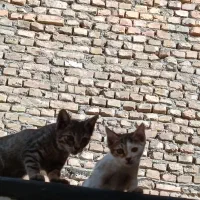 گربه خانگی بازی گوش