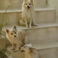 سگ پاکوتا پامرانین|سگ|تویسرکان, |دیوار