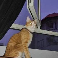 واگذاری گربه نارنجی DSH