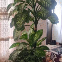 گل دیفن|گل و گیاه طبیعی|کارزان, |دیوار