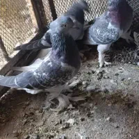 دم سفید|پرنده|بهبهان, |دیوار