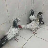 گرفتنی|پرنده|کاشان, لتحر|دیوار