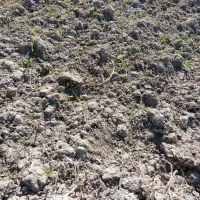 بذر یونجه تضمینی برا روشت