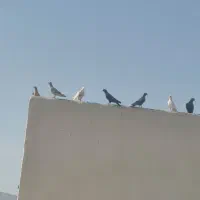 کبوتر دم سفید