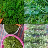 وارنبو سبزی کوکو خورشتی ،بینه