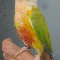 طوطی اهلی و بغلی بوس میده|پرنده|تبریز, |دیوار