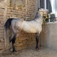 اسب نریون پنج سال یورقه