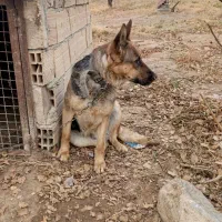 سگ ژرمن شیبدار ماده