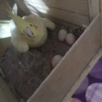 عروس هلندی مولد