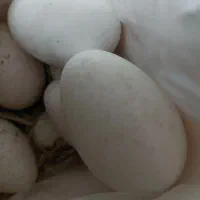 تخم بوقلمون