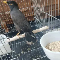 پرنده سرای ارسام|پرنده|نظرآباد, صالح آباد|دیوار