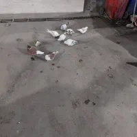 کبوترسالم‌وسرحال