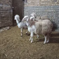 بره پلنگی  و افشار کله سفید