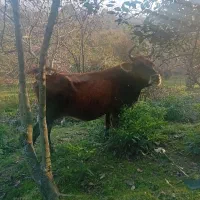 گاو چالوسی ب همراه گوساله|حیوانات مزرعه|سیاهکل, |دیوار