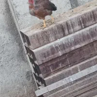 فروش مرغ گردن لخت سالم