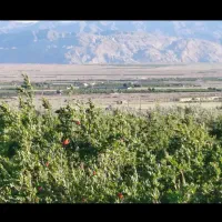 زمین-های-باغی-با-سند-تک-برگ