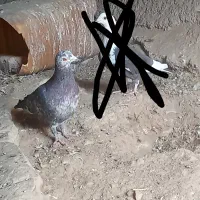 دو عدد کفتر نر مست|پرنده|اسلام‌‌آباد غرب, |دیوار