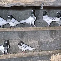 کبوتر تیدی|پرنده|بیکاه, |دیوار