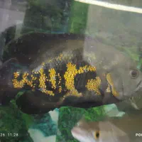 ماهی گوشتخوار اسکار تایگر  سالم