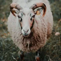 گوسفند افشاری رباط کریم وحومه