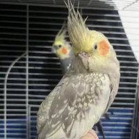 طوطی عروس ماده