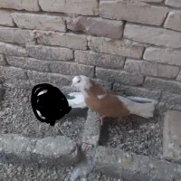 نرو ماده شازده