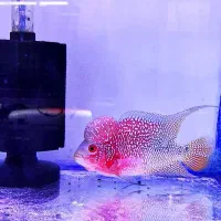 فلاور تایلندی جفت مولد و تک زیر قیمت همه جا|ماهی|نسیمشهر, |دیوار