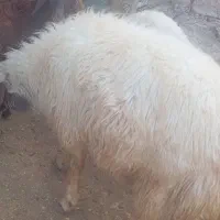 قوچ سنجابی بشرط پرش