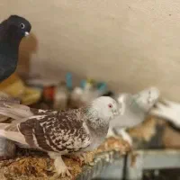 سوسنی ترک. نورآباد ممسنی|پرنده|نورآباد ممسنی, |دیوار