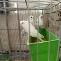 5مرغ عشق