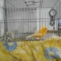 قناری نروماده|پرنده|کنگاور, |دیوار