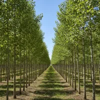 نهال صنوبر برای باغ شما، تخفیف ویژه به همراه هدیه
