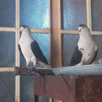 فروش نرو ماده عبایی درجه یک