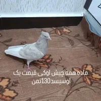 کبوتر برای فروش بازدیدسوسنگرد|پرنده|اهواز, کمپلو شمالی|دیوار