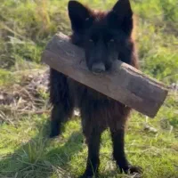 ژرمن بلک شولاین|سگ|رضوانشهر, |دیوار