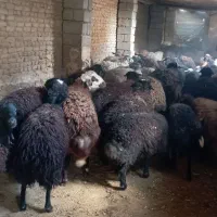 بره پرواری|حیوانات مزرعه|قره چای, |دیوار