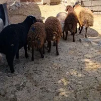 بره نر جمعی