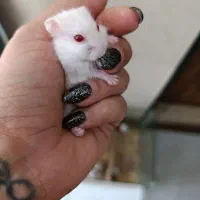 همستر|موش و خرگوش|چهارباغ, |دیوار