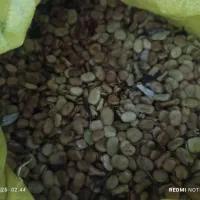 باقلی خشک درجه یک|عمده‌فروشی|گرگان, |دیوار