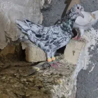 کفتر یا کبوتر نرو ماده|پرنده|قزوین, |دیوار