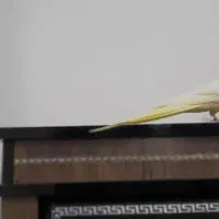 یه جفت عروس خوشگل   قیمت ۲۵۰۰|پرنده|رضوانشهر, |دیوار