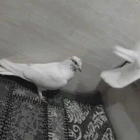 کبوتر|پرنده|وحیدیه, |دیوار